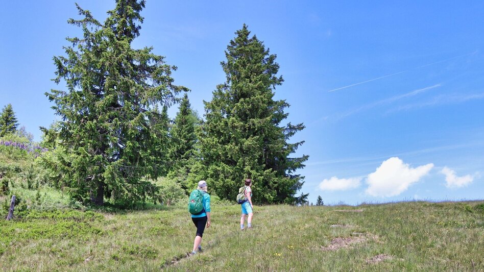 Hiking route Steinplan from the Rachau - Augerlgraben - Touren-Impression #2.14 | © Weges OG