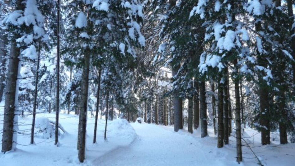 Winter Hiking Winter hike from the Loser Ski Arena to the Blaa Alm - Touren-Impression #2.6 | © Ausseerland