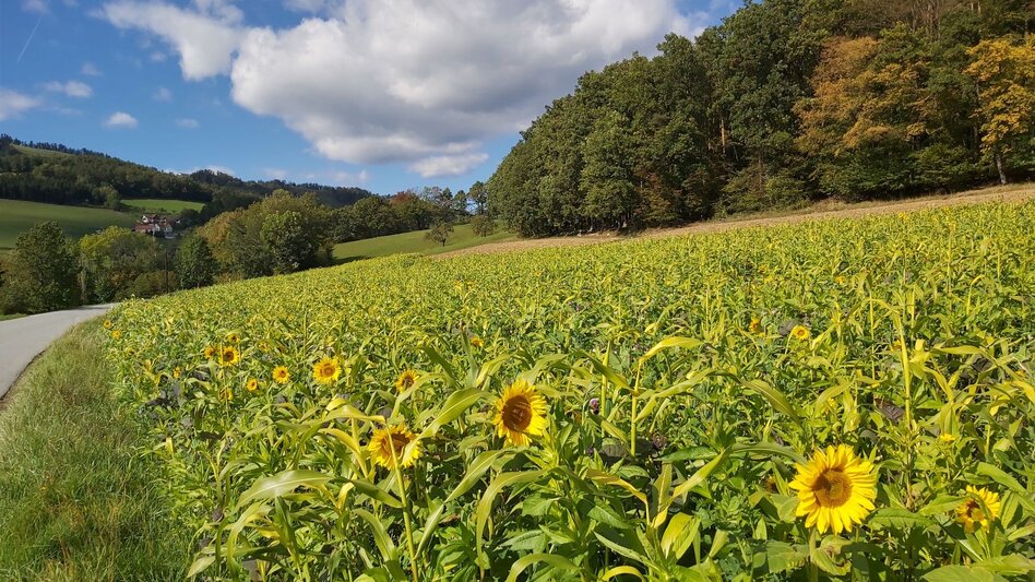 Bike Riding Hollerberg Tour WZ7 - Touren-Impression #2.1 | © Oststeiermark Tourismus