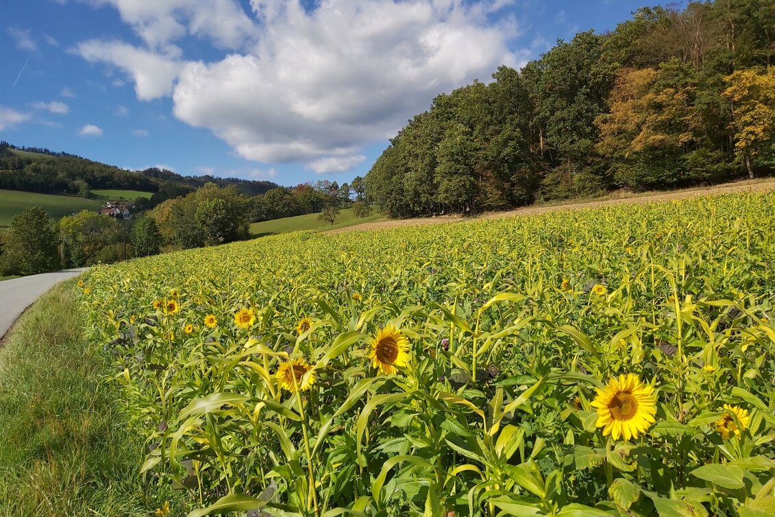 Bike Riding Hollerberg Tour WZ7 - Touren-Impression #1 | © Oststeiermark Tourismus