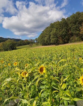 Sunflower field ApfelLand-Stubenbergsee, Eastern Styria | Christine Pollhammer | © Oststeiermark Tourismus