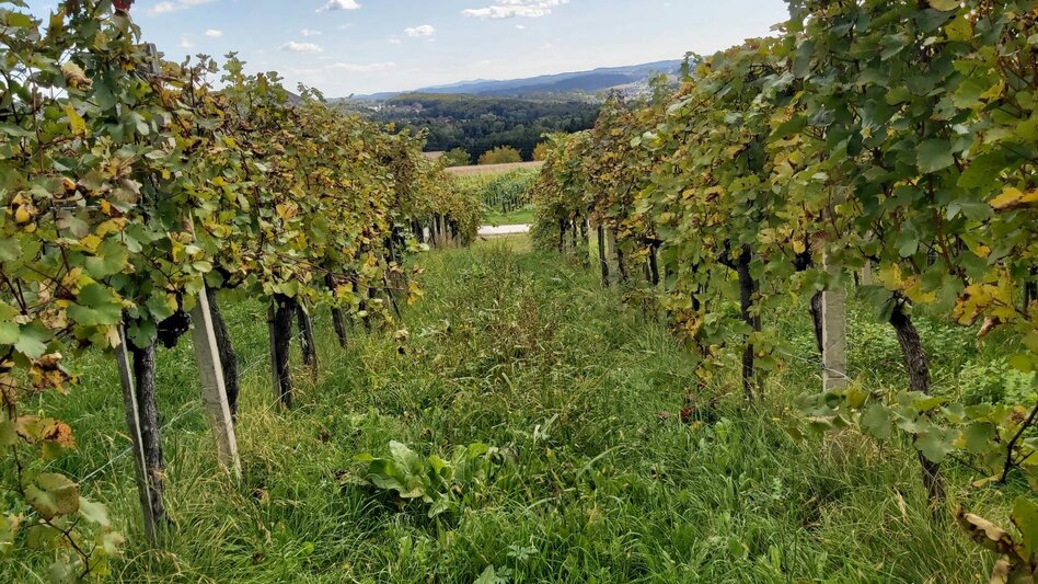 Bike Riding Hollerberg Tour WZ7 - Touren-Impression #2.2 | © Oststeiermark Tourismus