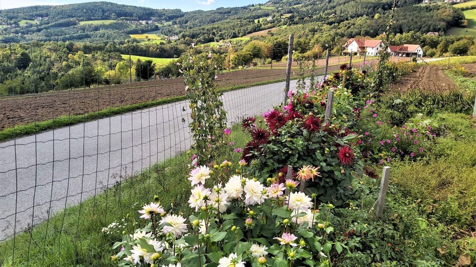 Bike Riding Hollerberg Tour WZ7 - Touren-Impression #2.5 | © Oststeiermark Tourismus