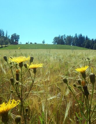 Blick Richtung Gasthof Höchwirt | Markus Windisch | © Region Graz