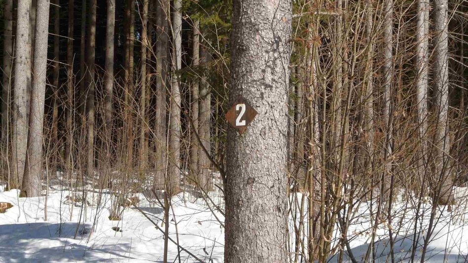 Winter Hiking Winter hike Bad Mitterndorf - Touren-Impression #2.11 | © TVB Ausseerland - Salzkammergut/H. Rastl