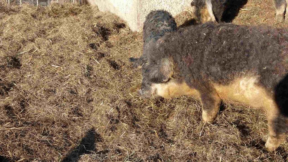 Winter Hiking Winter hike Bad Mitterndorf - Touren-Impression #2.19 | © TVB Ausseerland - Salzkammergut/H. Rastl