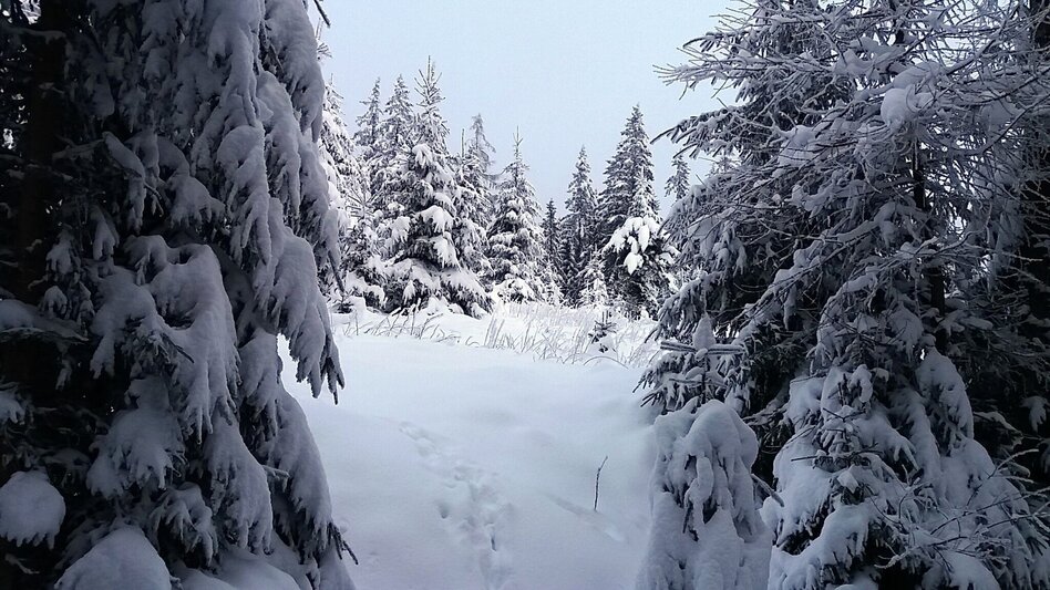 Snowshoe walking Im Schnee auf die Packeralpe - Touren-Impression #2.3 | © Region Graz