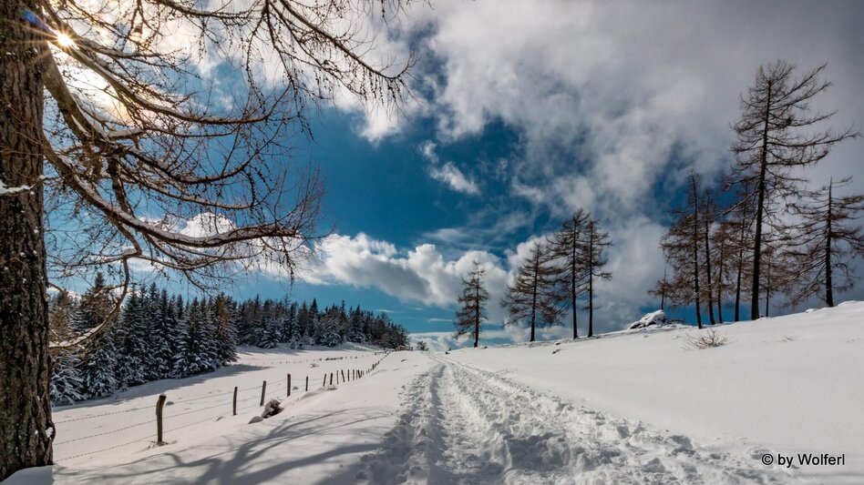 Snowshoe walking Im Schnee auf die Packeralpe - Touren-Impression #2.16 | © Community