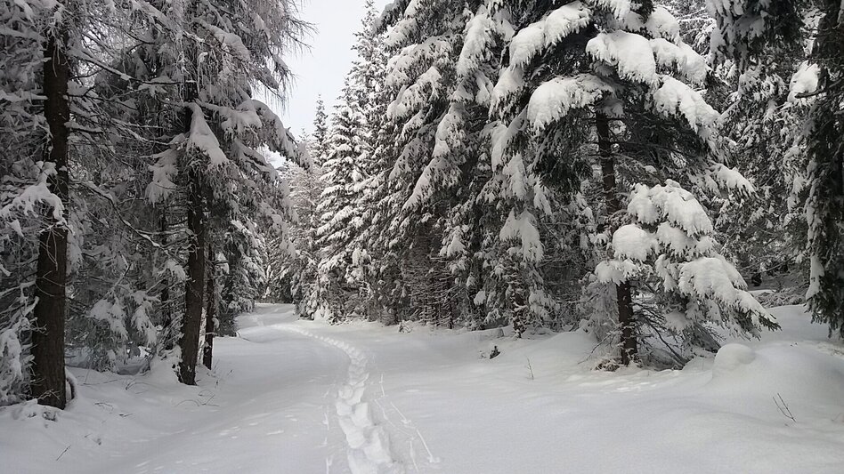 Snowshoe walking Im Schnee auf die Packeralpe - Touren-Impression #2.1 | © Region Graz