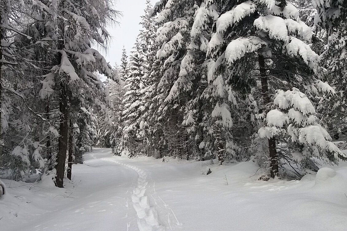 Snowshoe walking Im Schnee auf die Packeralpe - Touren-Impression #1 | © Region Graz