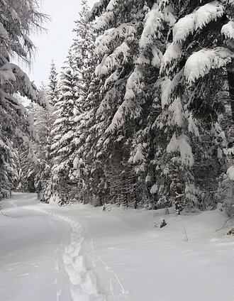 Schneeschuhwandern auf der Packeralpe | TV Lipizzanerheimat/EU | © Region Graz
