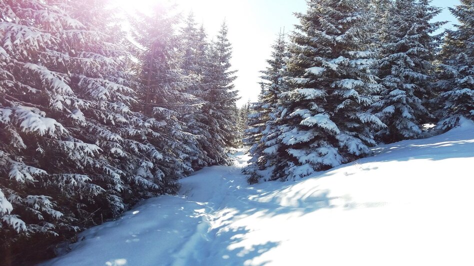 Schneeschuh Über die Gmoa-Alm - Touren-Impression #2.6 | © Region Graz