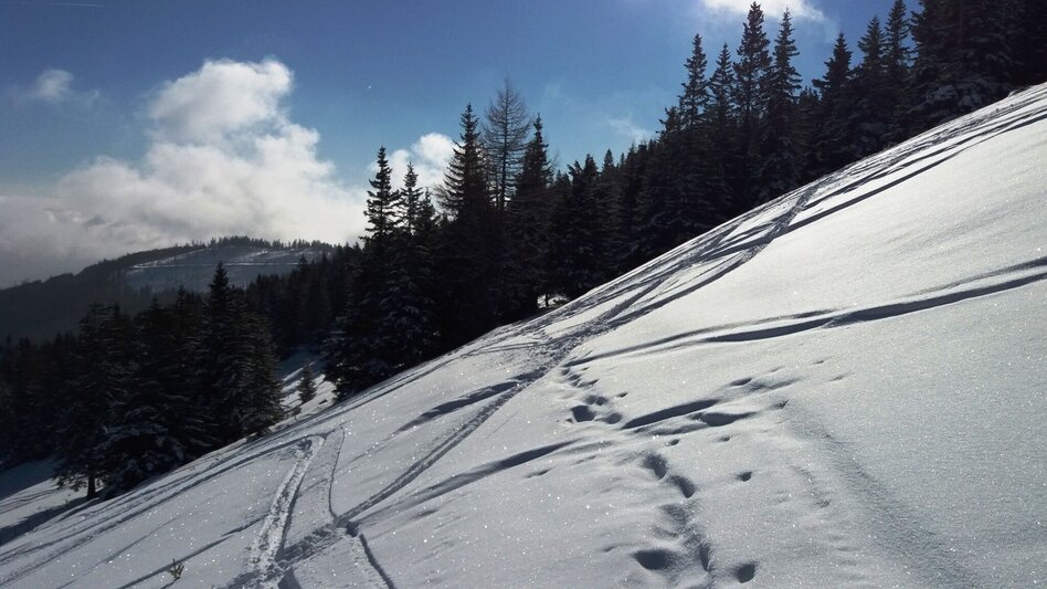 Schneeschuh Über die Gmoa-Alm - Touren-Impression #2.7 | © Region Graz