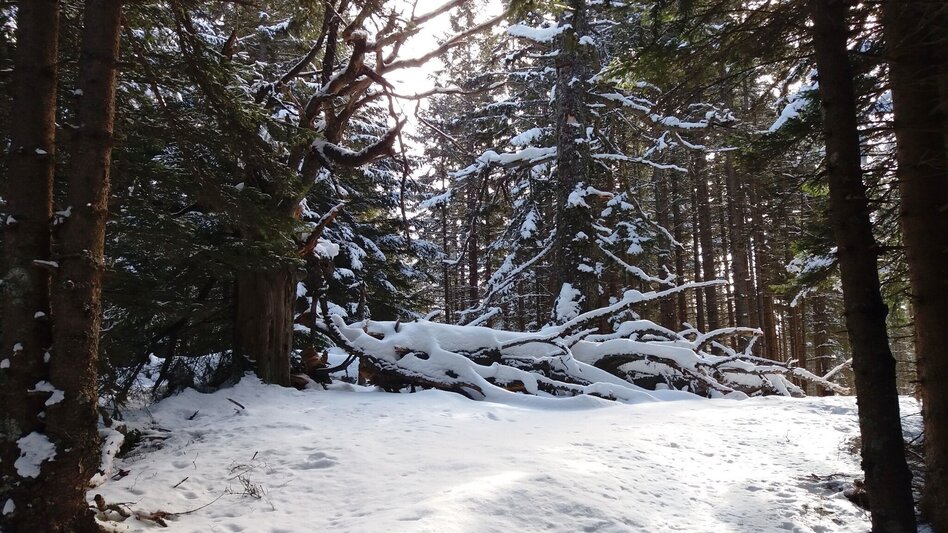 Schneeschuh Über die Gmoa-Alm - Touren-Impression #2.9 | © Region Graz