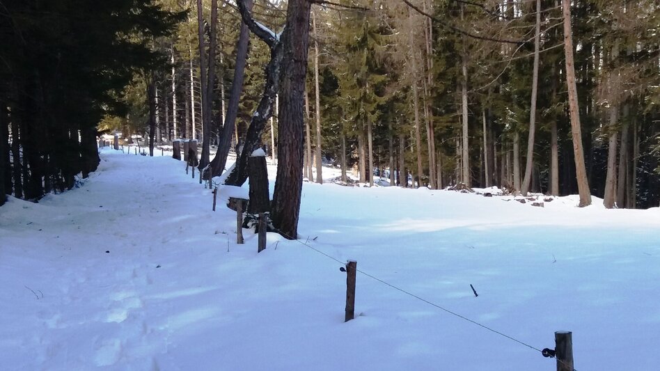 Schneeschuh Über die Gmoa-Alm - Touren-Impression #2.15 | © Region Graz