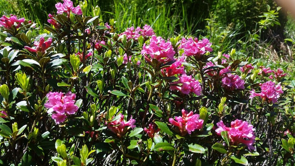 Bergtour Hauser Kaibling (2.015 m) - Höchstein (2.543 m) - Moaralmsee - Touren-Impression #2.3 | © TV Haus-Aich-Gössenberg