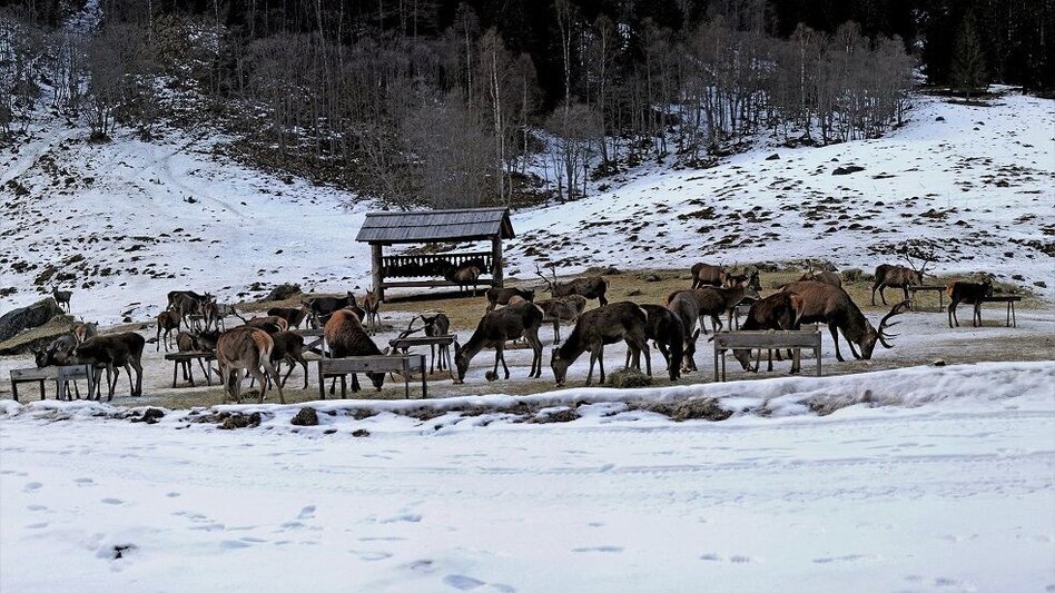 Winter Hiking Winter hiking trail Knapplhütte - Touren-Impression #2.4 | © Unbekannt