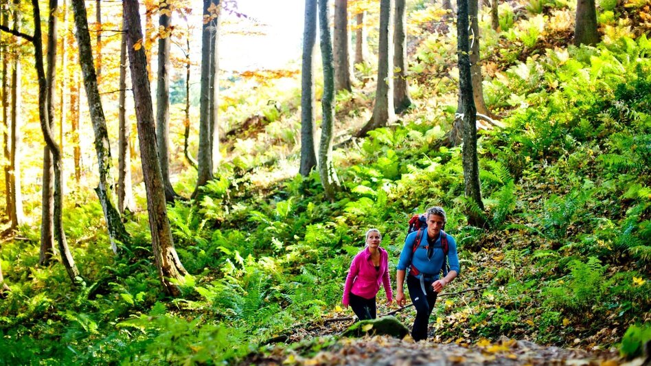 Hiking route Hike from Bodenbauer to Sackwiesensee - Touren-Impression #2.2 | © Steiermark Tourismus