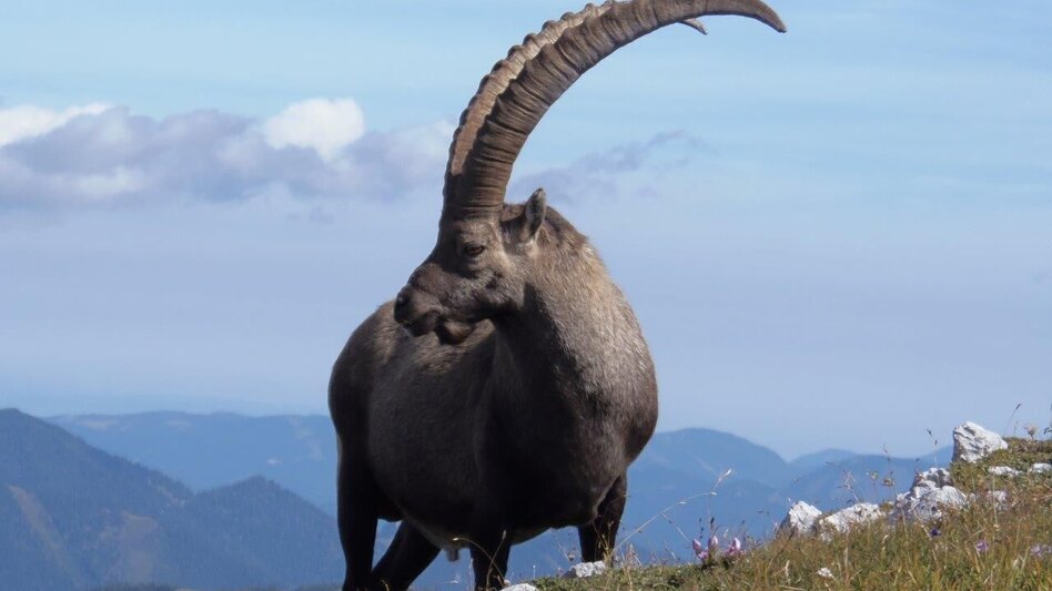 Hiking route Hike from Bodenbauer to Sackwiesensee - Touren-Impression #2.4 | © Marktgemeinde Thörl