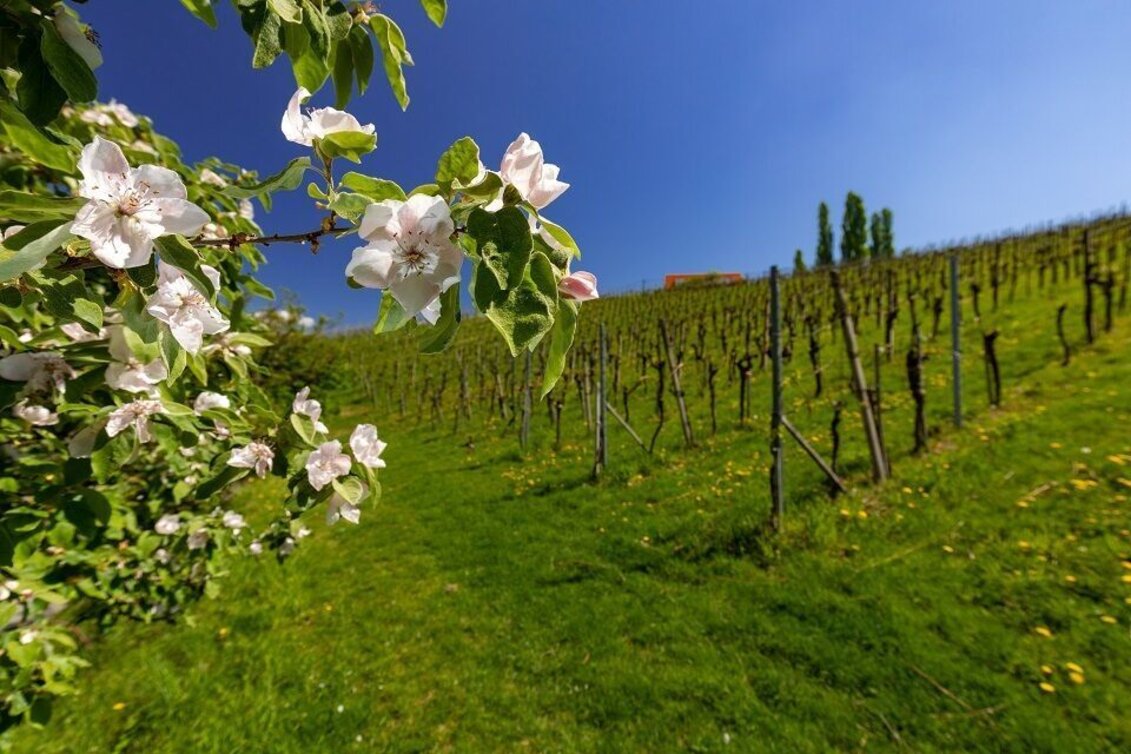 Hiking route Gamlitz - Gaberhöhe - Steinbach, trail no. 3 - Touren-Impression #1 | © TVB Südsteiermark / Harry Schiffer