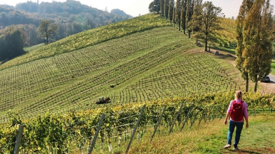 Hiking route Hiking Trail No. 4 Steinbach-Sernauberg-Gamlitzberg - Touren-Impression #2.5 | © TVB Südsteiermark/WEGES