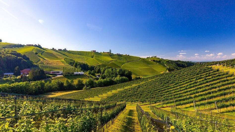 Hiking route Steinbach - Südsteirische Weinstraße - Eckberg, Weg Nr. 5 - Touren-Impression #2.3 | © TVB Südsteiermark/Harry Schiffer