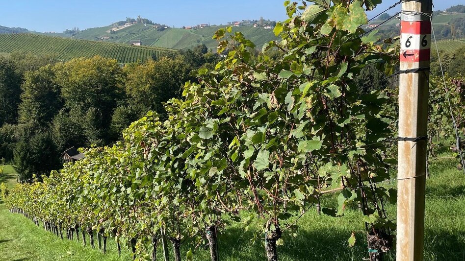 Hiking route Eckberg - Steinbach - Ratsch, path no. 6 - Touren-Impression #2.5 | © TV Südsteiermark/Brigitte Walch