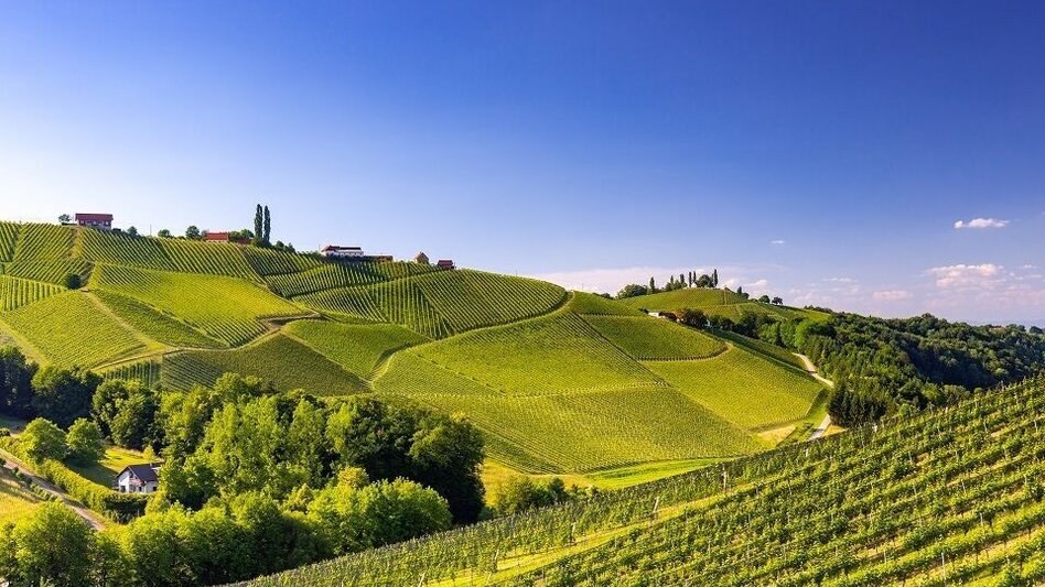 Hiking route Hiking Trail No. 8 Großer Gamlitzer Rundwanderweg (Long Gamlitz Round Trail) - Touren-Impression #2.3 | © TVB Südsteiermark/Harry Schiffer