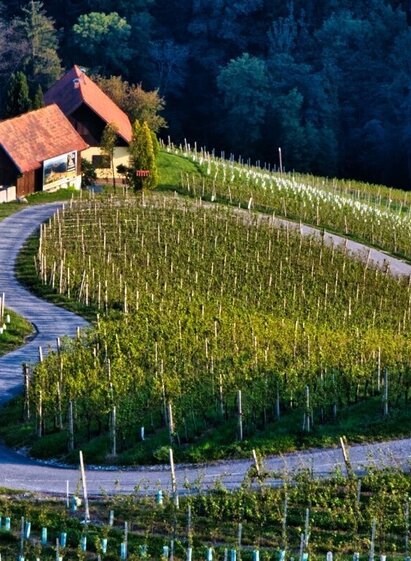 sulztaler rundwanderweg nr. 9 – tour 14 lt. wk „von der alm zum wein“_img_85806333 | © TV Südsteiermark/WEGES | WEGES | © TV Südsteiermark/WEGES