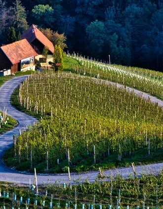 sulztaler rundwanderweg nr. 9 – tour 14 lt. wk „von der alm zum wein“_img_85806333 | WEGES | © TV Südsteiermark/WEGES