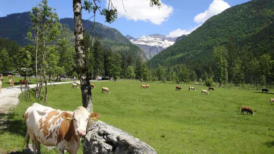 Mountain Biking S502 Raschberg round - Touren-Impression #2.2 | © Alpenverein Salzkammergut
