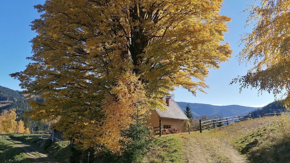 Mountain Biking Tour 67a - MTB - Roatmoaralm - Touren-Impression #2.2 | © Erlebnisregion Murtal