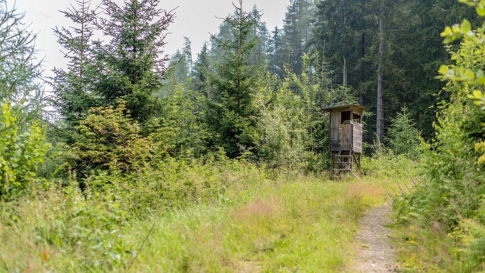 Mountain Biking Tour 67c- MTB- Möschbauertour - Touren-Impression #2.6 | © Erlebnisregion Murtal