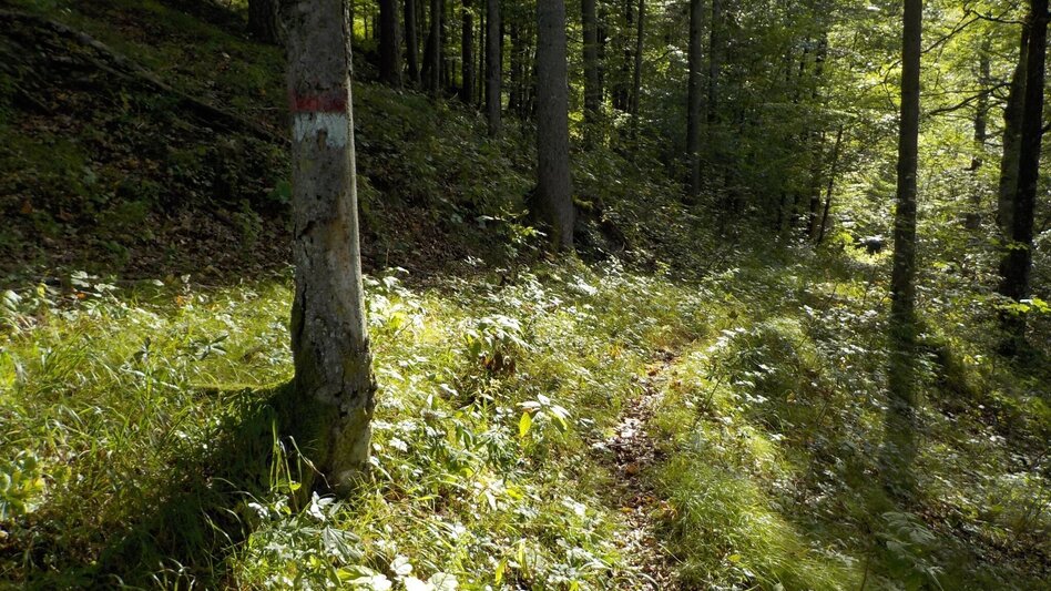 Wanderung Wildalpen - Burgstallort - Touren-Impression #2.2 | © Tourismusverband Wildalpen