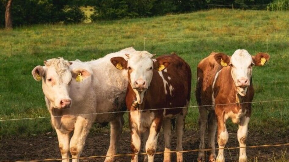 Wanderung Emmauswinzerweg - Touren-Impression #2.4 | © TV Südsteiermark