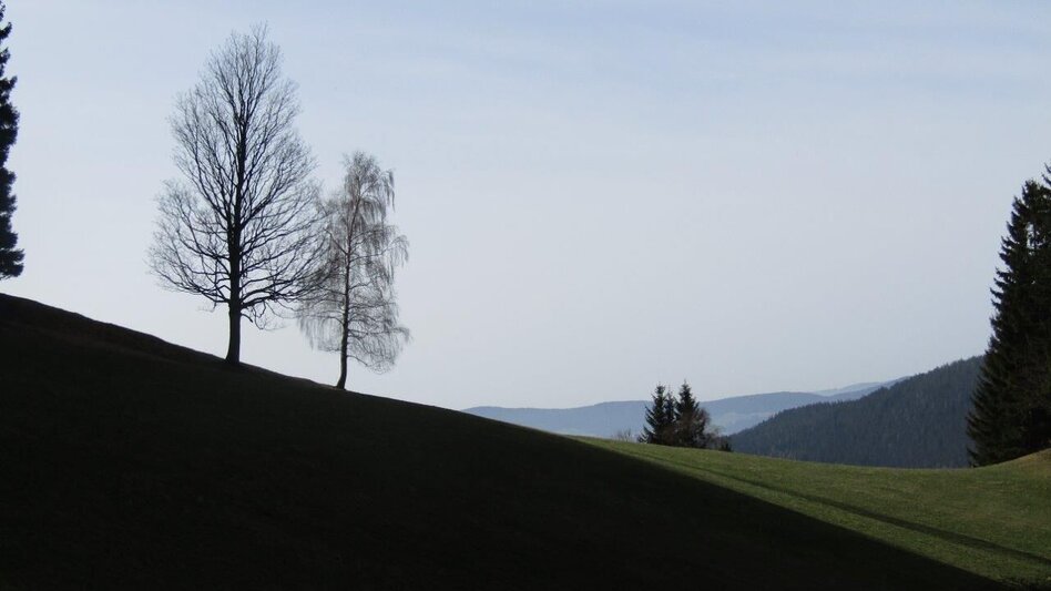 Hiking route Waldbach circular route, Wenigzell - Touren-Impression #2.3 | © Oststeiermark Tourismus