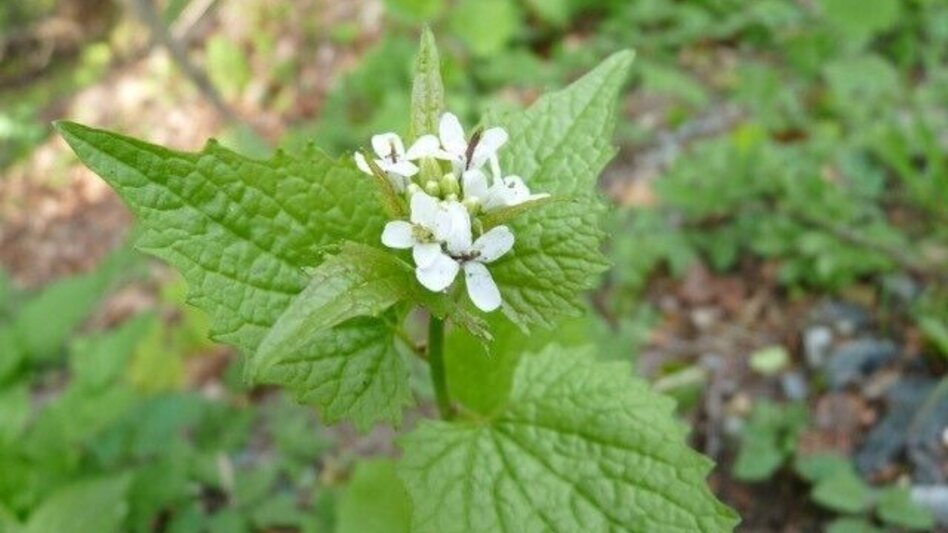 Hiking route UrKräuterweg am Remschnigg - Touren-Impression #2.3 | © Bettina Tertinjek