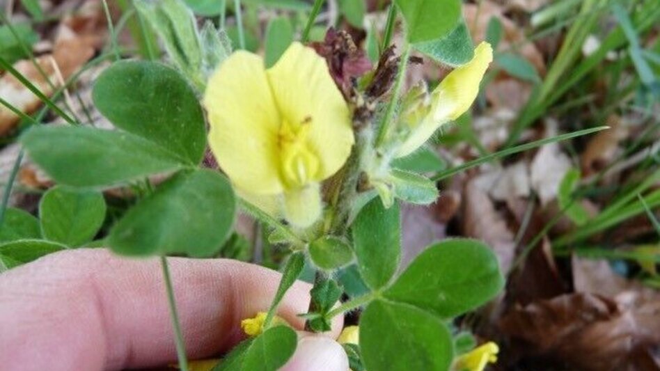 Hiking route UrKräuterweg am Remschnigg - Touren-Impression #2.4 | © Bettina Tertinjek