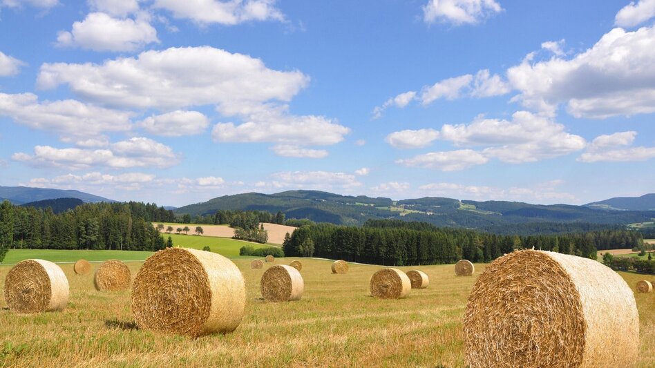 Hiking route Circular hiking trail - St. Jakob im Walde village boundary, No. 7, Wenigzell - Touren-Impression #2.4 | © Oststeiermark Tourismus