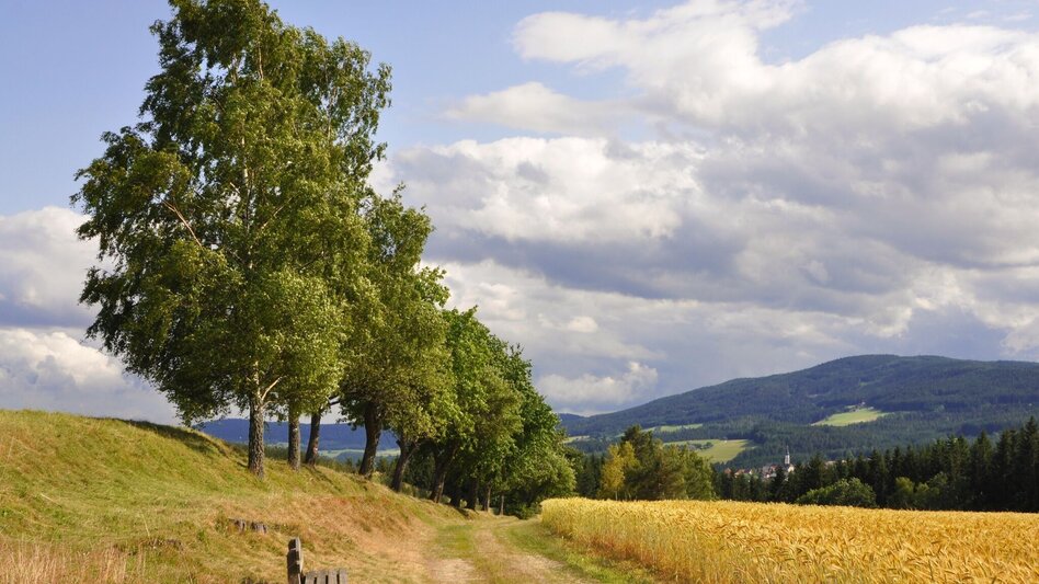 Hiking route Circular hiking trail - St. Jakob im Walde village boundary, No. 7, Wenigzell - Touren-Impression #2.5 | © Oststeiermark Tourismus