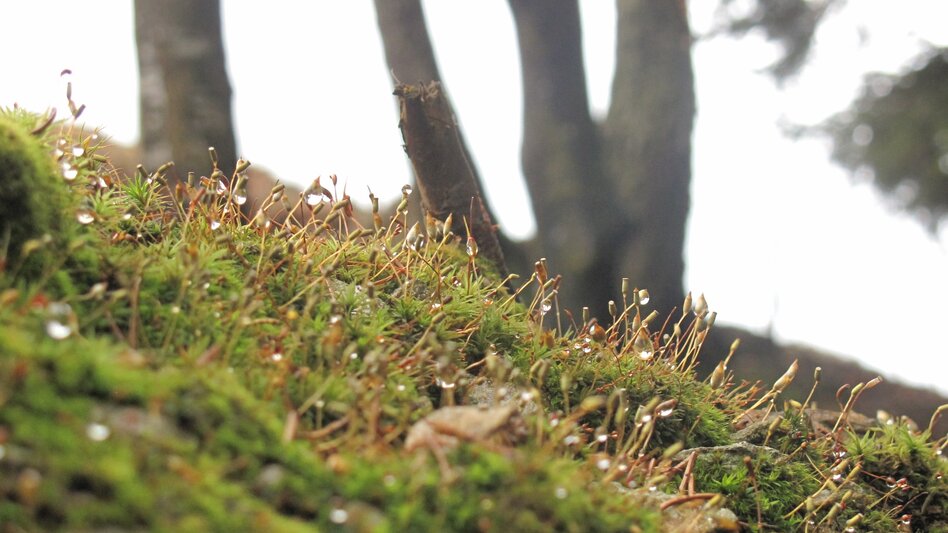 Hiking route Wenigzell hiking trail no. 913: Wenigzell - Kreuzwirt, Wenigzell - Touren-Impression #2.1 | © Reisenegger Martin, Wenigzell