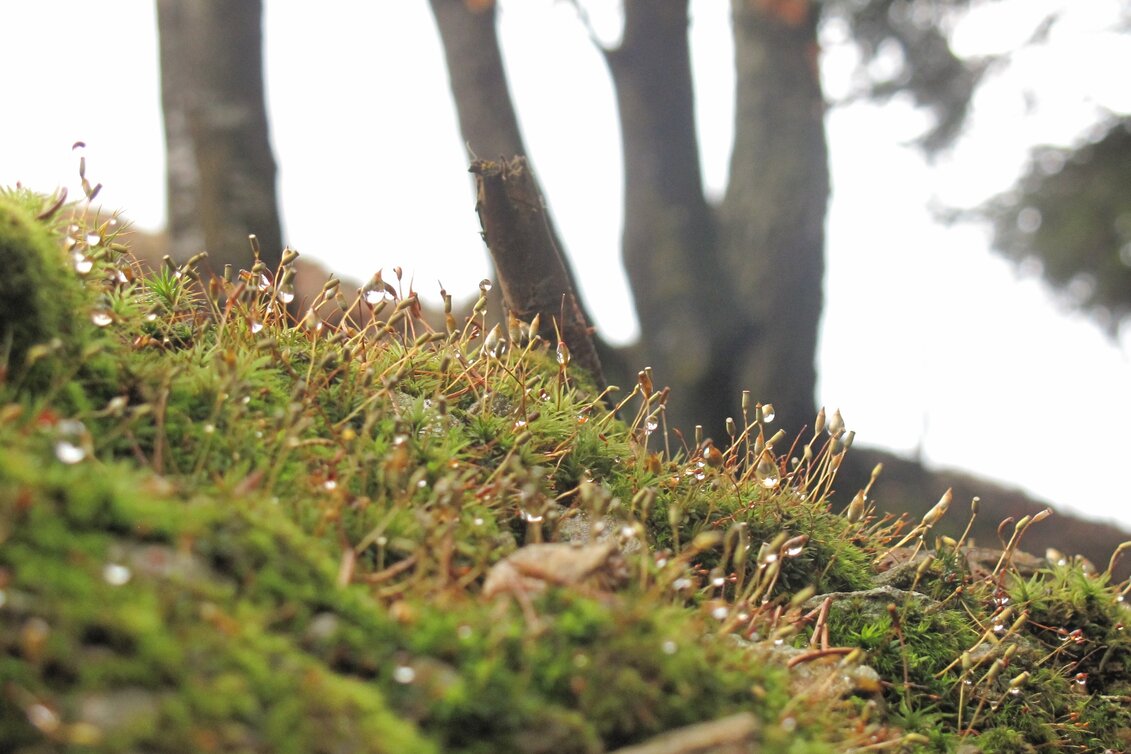 Hiking route Wenigzell hiking trail no. 913: Wenigzell - Kreuzwirt, Wenigzell - Touren-Impression #1 | © Reisenegger Martin, Wenigzell