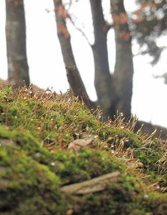 Waldboden | Reisenegger Martin, Wenigzell | © Reisenegger Martin, Wenigzell