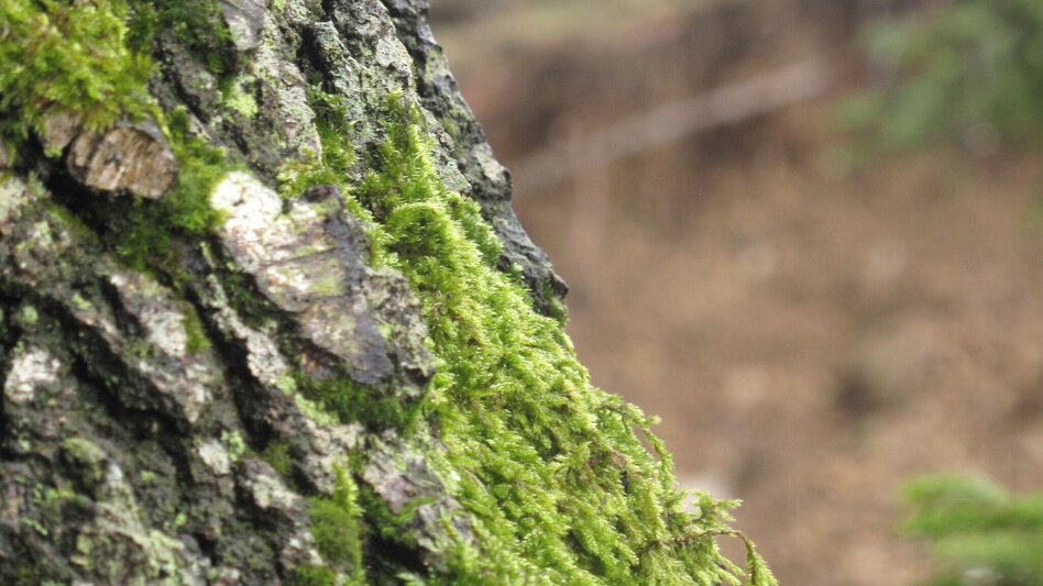 Hiking route Wenigzell hiking trail no. 918: Wetterkreuz - St. Jakob im Walde, Wenigzell - Touren-Impression #2.2 | © Martin Reisenegger Wenigzell