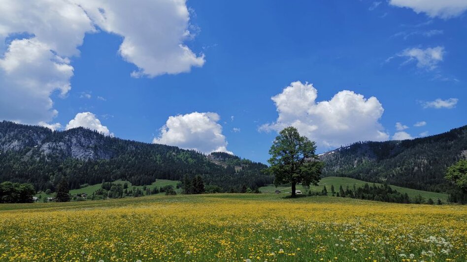 Hiking route Family hike from Tauplitz to the Gnanitzalm - Touren-Impression #2.1 | © TVB Ausseerland-Salzkammergut_Theresa Schwaiger