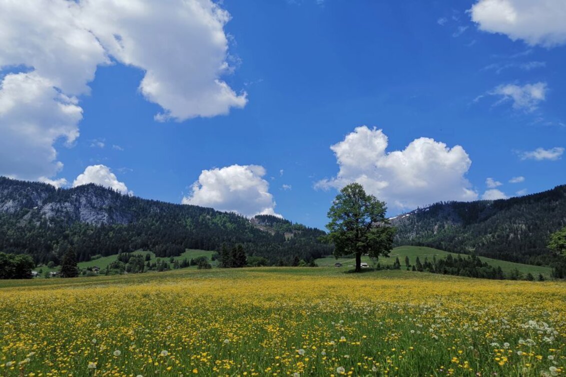 Hiking route Family hike from Tauplitz to the Gnanitzalm - Touren-Impression #1 | © TVB Ausseerland-Salzkammergut_Theresa Schwaiger