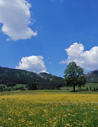 Blick Richtung Tauplitzalm | © TVB Ausseerland-Salzkammergut_Theresa Schwaiger
