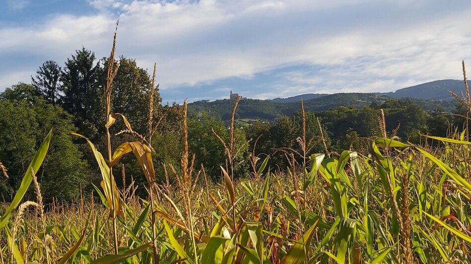 Hiking route Fieberbründlweg, Pöllau - Touren-Impression #2.9 | © Oststeiermark Tourismus