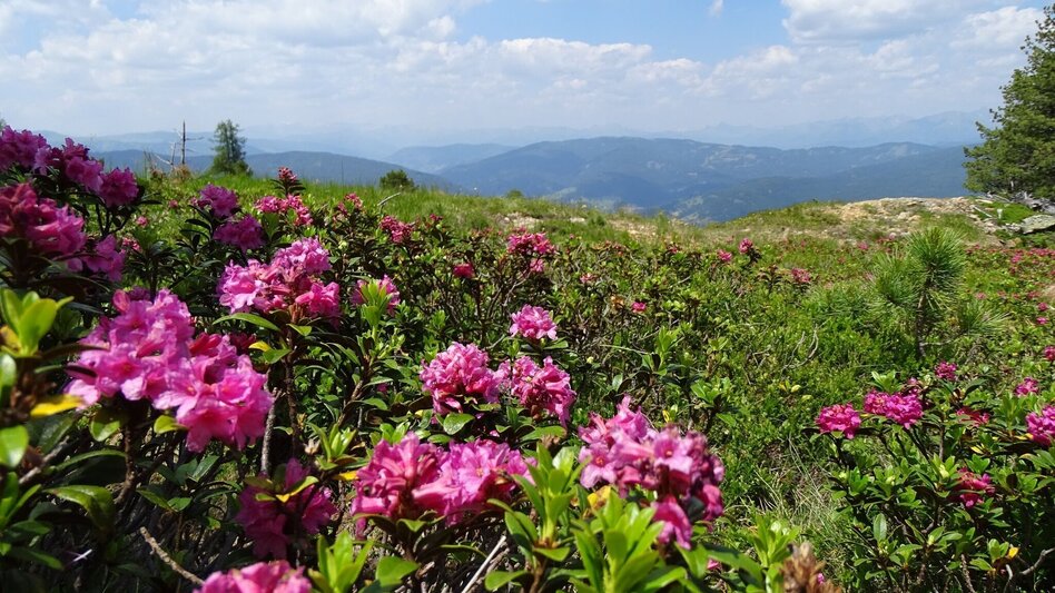 Wanderung Kammwanderung Prankerhöhe - Touren-Impression #2.2 | © Tourismusverband Murau