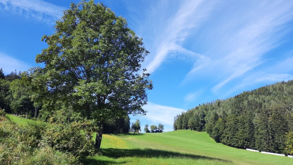 Wanderung Zetz-Runde, Anger - Touren-Impression #2.1 | © Oststeiermark Tourismus